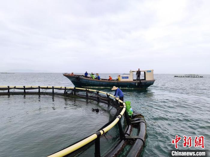 广东沿海地市海上牧场贷款余额逾325亿元